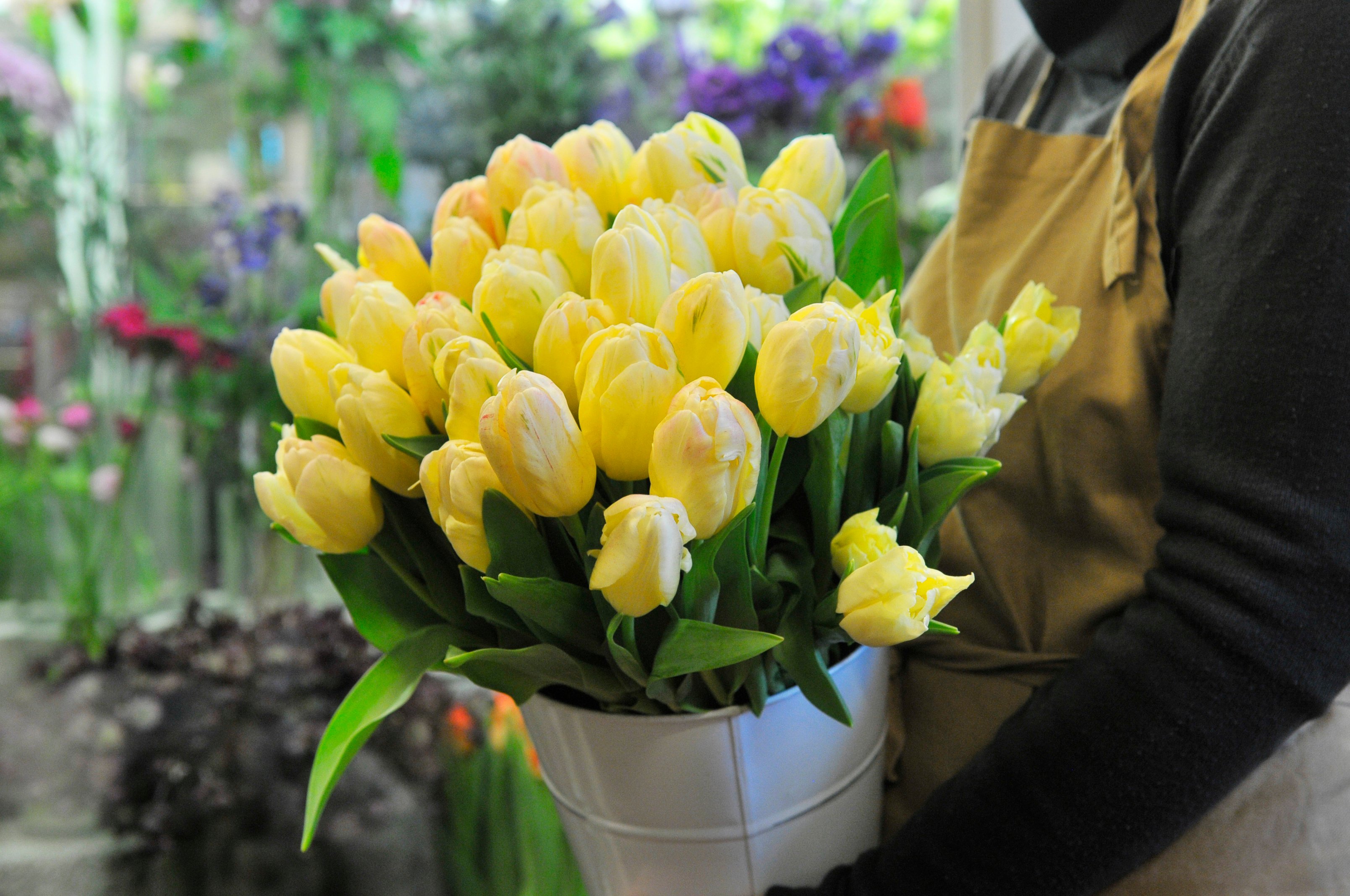 En florist håller en bunt gula tulpaner i famnen