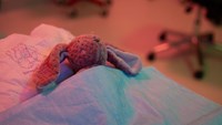 Mjukiskanin nerbäddad på operationsbord