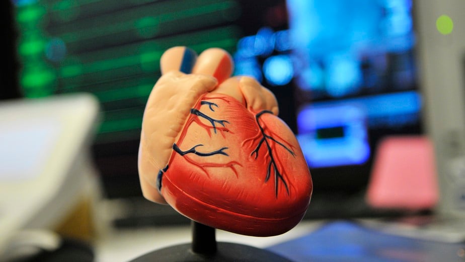 anatomisk bild på ett modellhjärta