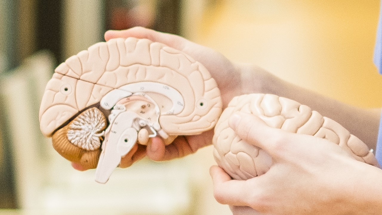 Närbild på händer som håller i en anatomisk modell av en hjärna i plast