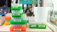 labprover covid-19