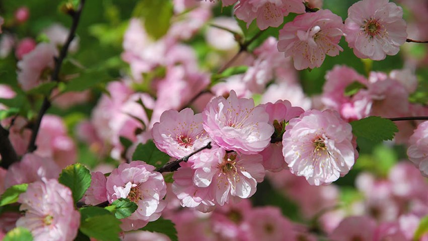 Körsbärsblommor