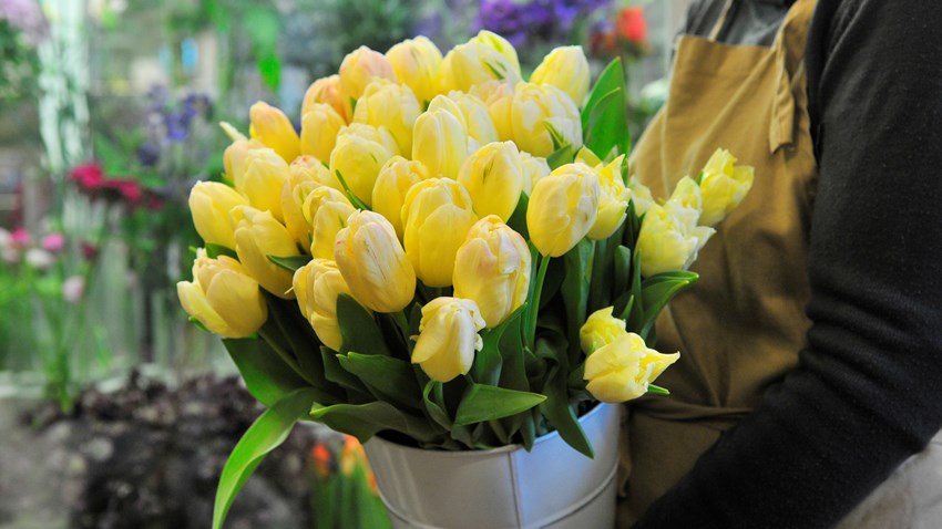 En florist håller en bunt gula tulpaner i famnen