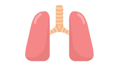 lungs