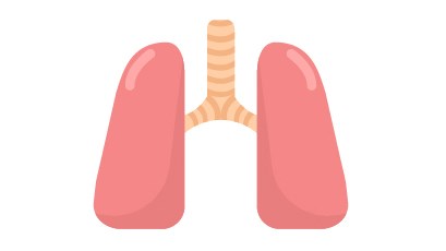 lungs