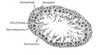 Illustration av Sertoliceller