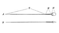 Illustration av urspermierna