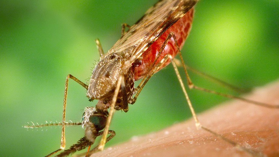 Ny forskning kan ge effektivare malaria-vaccin