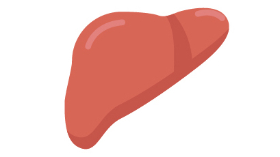 liver