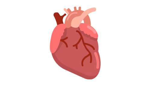 heart