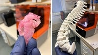 Anatomiska modeller