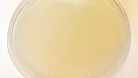 Pseudomonasagarplatta