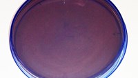 CIN-agar