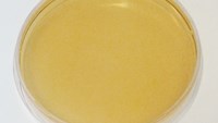 CEP- Burkholderia Cepacia agarplatta